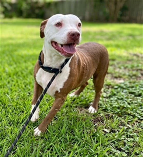 Kiwi - Pit Bull Terrier