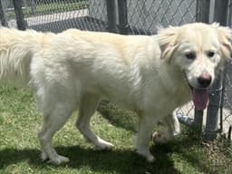 Dolly Pawton image 1