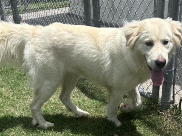 Dolly Pawton - Great Pyrenees
