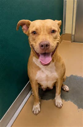 Basil - Pit Bull Terrier