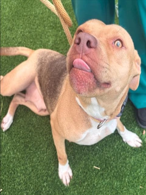 Basil - Pit Bull Terrier