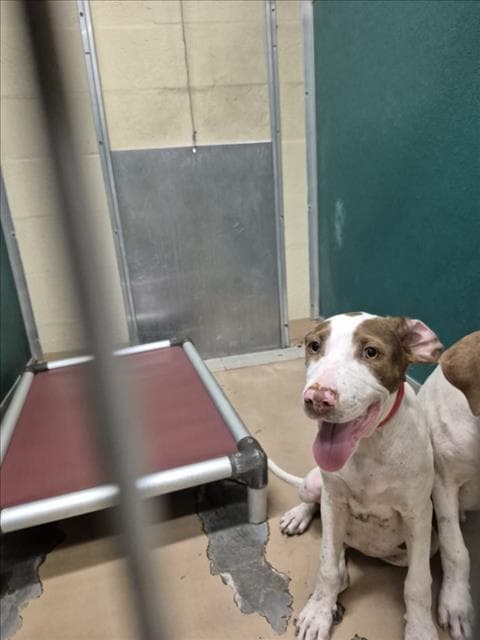 Waffles - Pit Bull Terrier