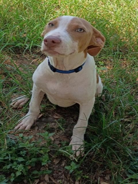 Waffles - Pit Bull Terrier