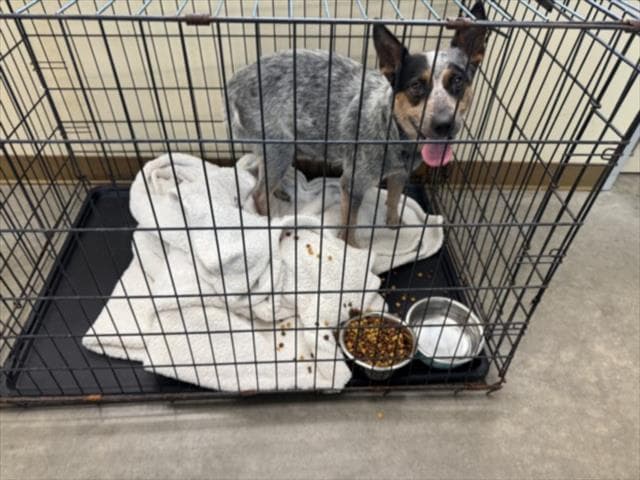 Nebula - Australian Cattle Dog/Blue Heeler