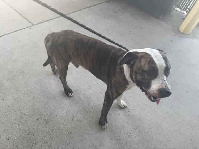 Merlin - Pit Bull Terrier