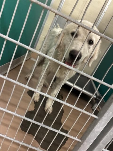 Tofu - Great Pyrenees