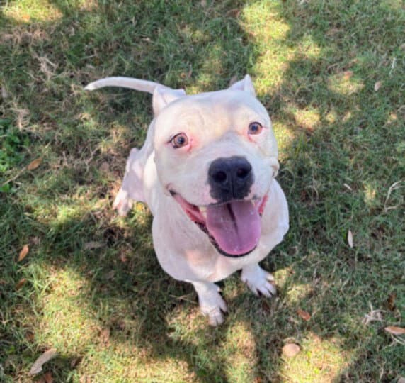 Pixie - Pit Bull Terrier
