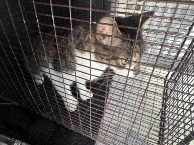 Unknown - Domestic Short Hair