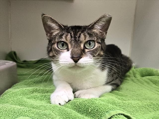 Unknown - Domestic Short Hair