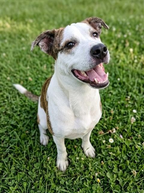 Bubbles - Staffordshire Bull Terrier