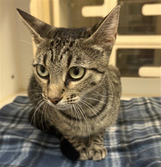 Peaches - Domestic Short Hair