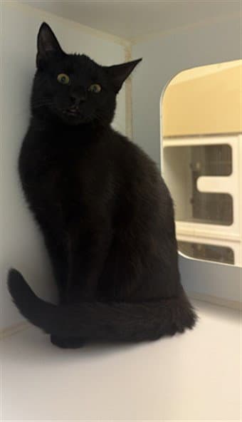 Leigh - Domestic Short Hair