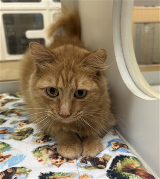 Gari - Domestic Medium Hair