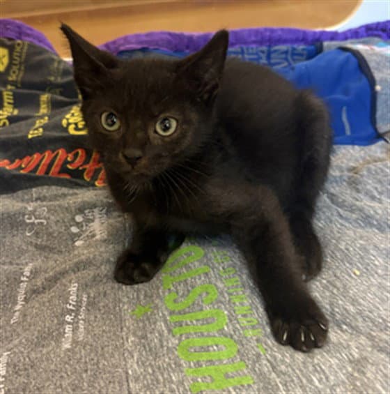 Unknown - Domestic Short Hair