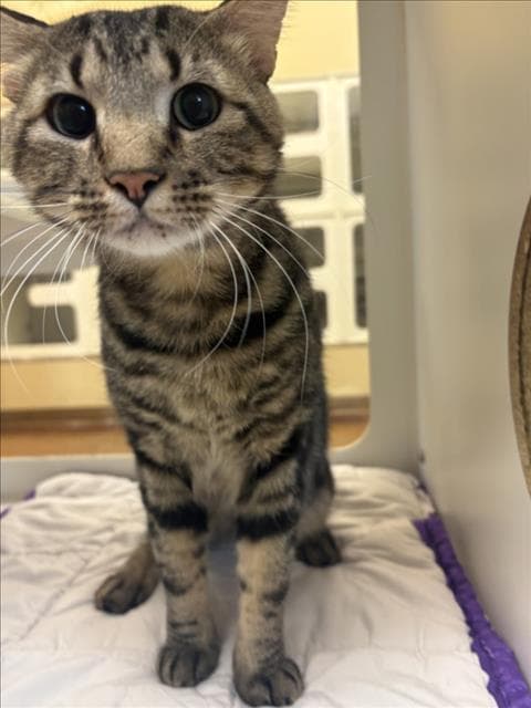 Mr Bean - Domestic Short Hair