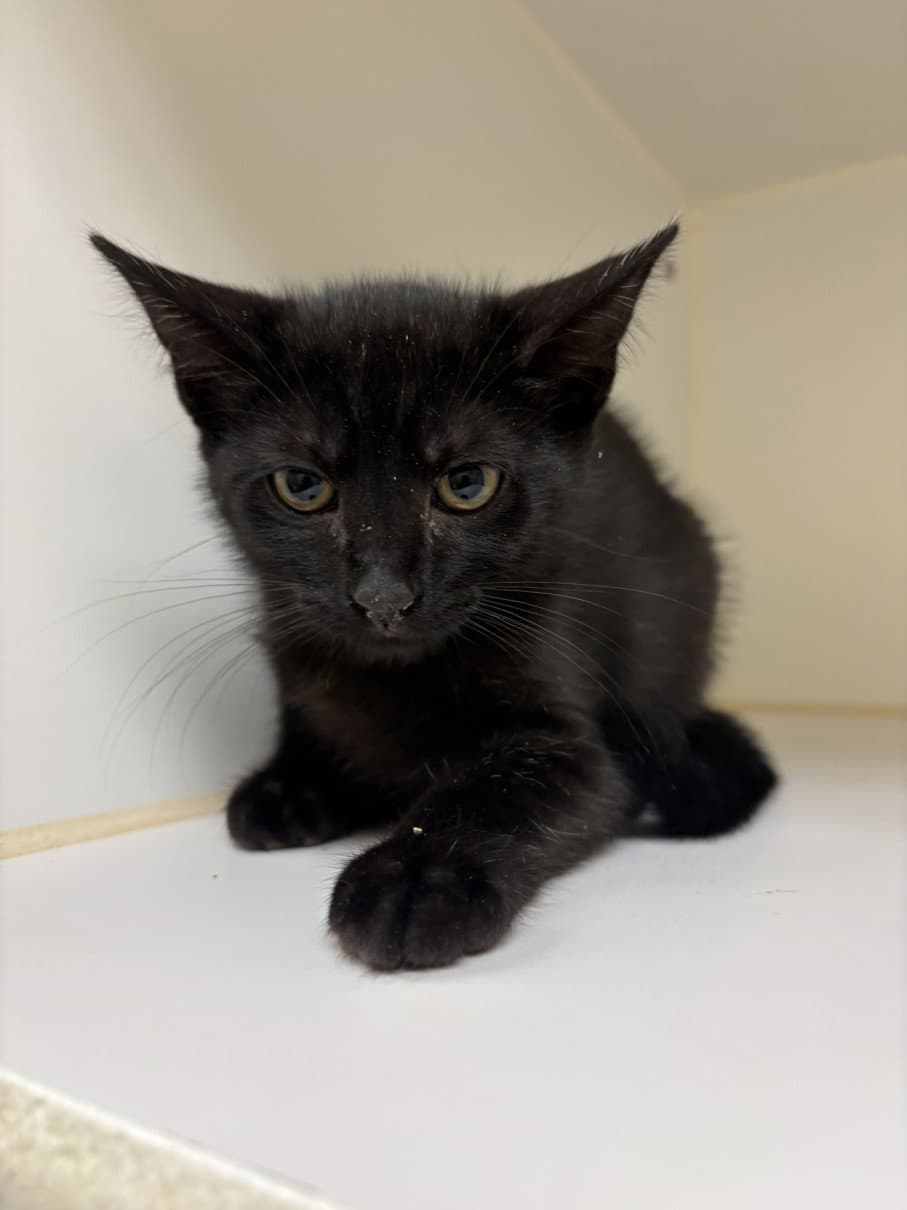 Tinky - Domestic Short Hair