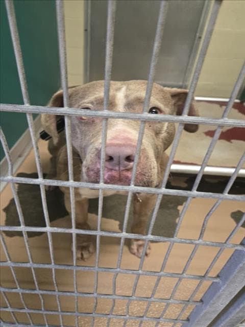 Blue - Pit Bull Terrier