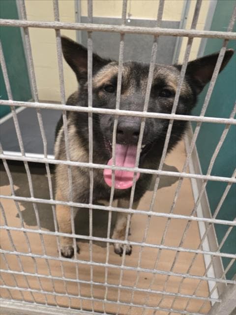Unknown - German Shepherd Dog