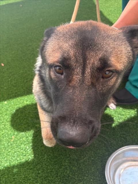 Unknown - German Shepherd Dog