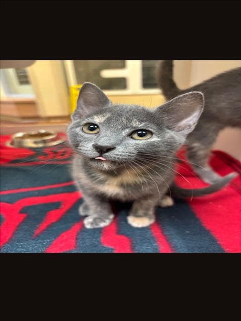 Beetle - Domestic Short Hair