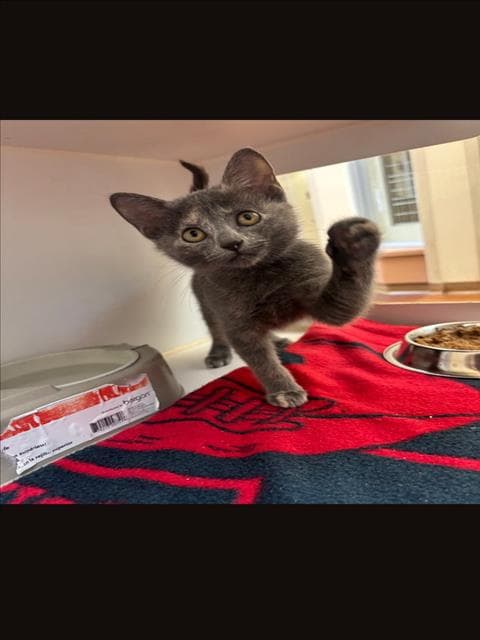 Cricket - Domestic Short Hair