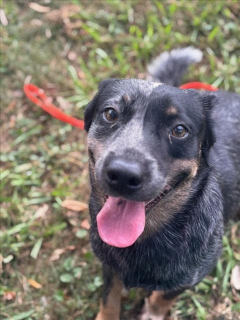 Roo - Australian Cattle Dog/Blue Heeler