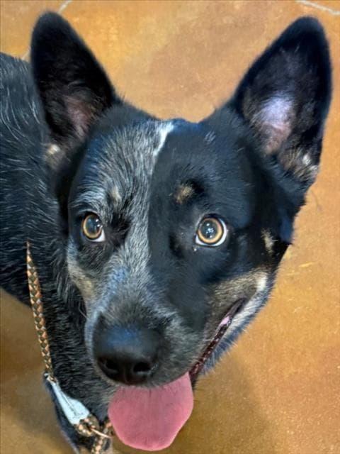 Roo - Australian Cattle Dog/Blue Heeler