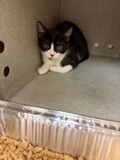 Sophia - Domestic Short Hair