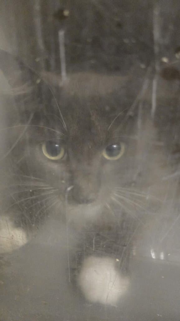 Ashley - Domestic Short Hair