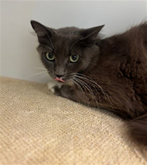 Ashley - Domestic Medium Hair