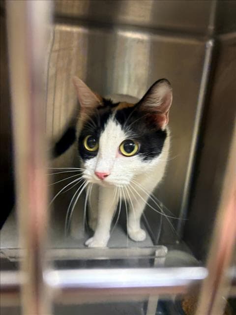 Cathy - Domestic Short Hair
