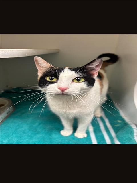 Cathy - Domestic Short Hair