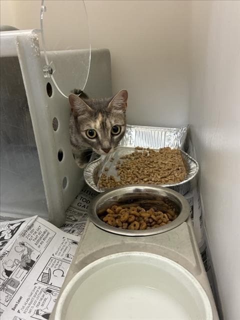Unknown - Domestic Short Hair