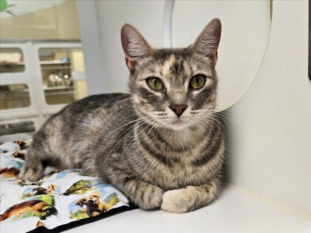 Unknown - Domestic Short Hair