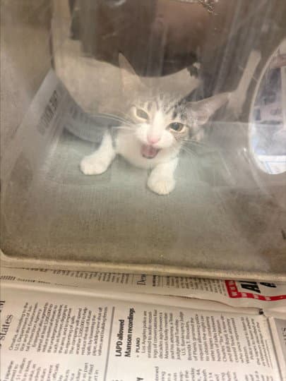 Lily - Domestic Short Hair
