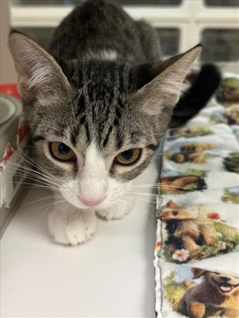 Lily - Domestic Short Hair
