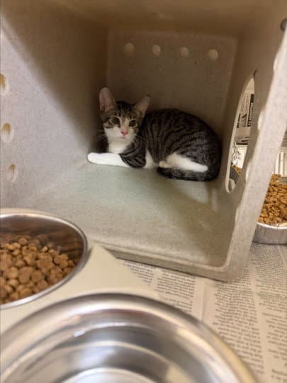 Dandy - Domestic Short Hair