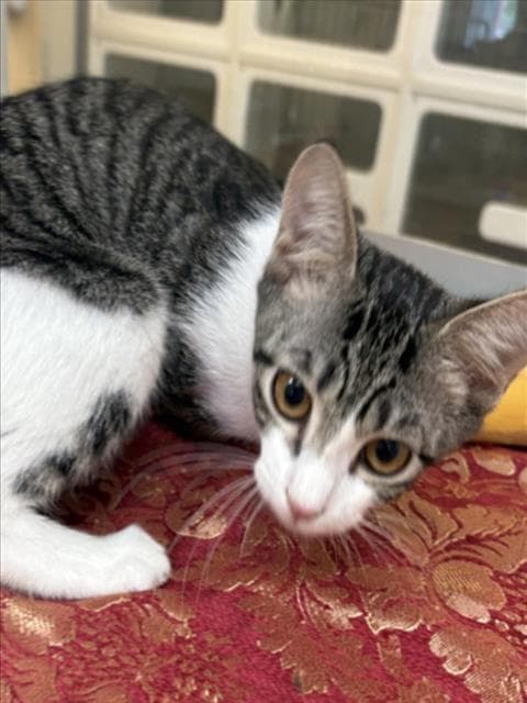 Dandy - Domestic Short Hair