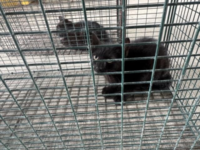 Sebastian - Domestic Short Hair