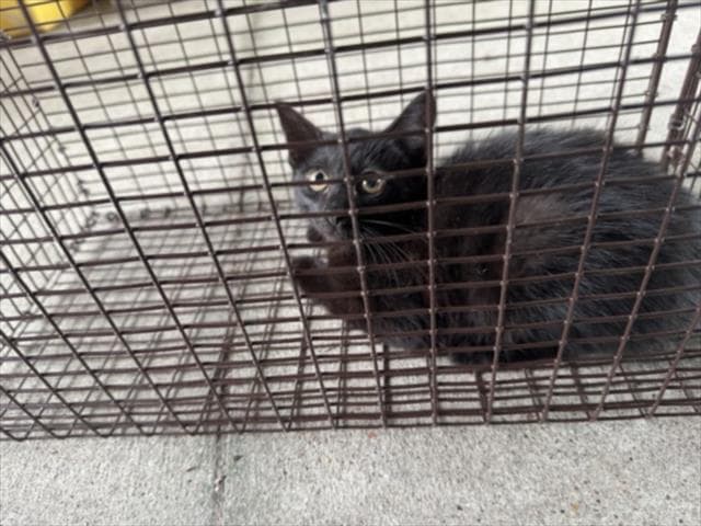 Mufasa - Domestic Short Hair