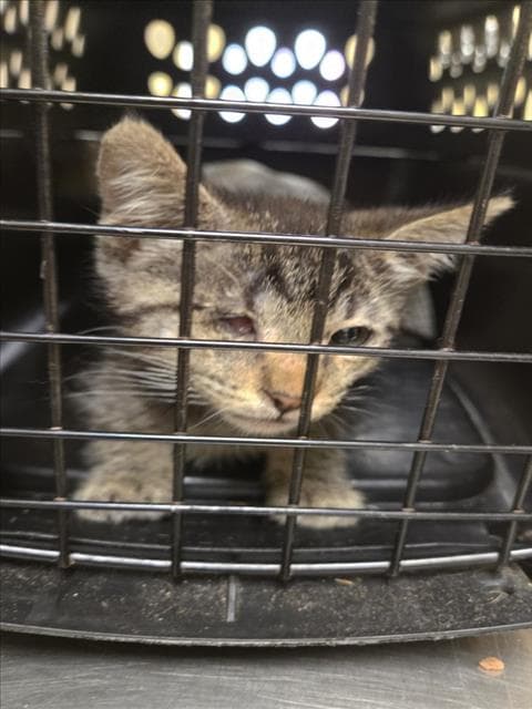 Unknown - Domestic Short Hair
