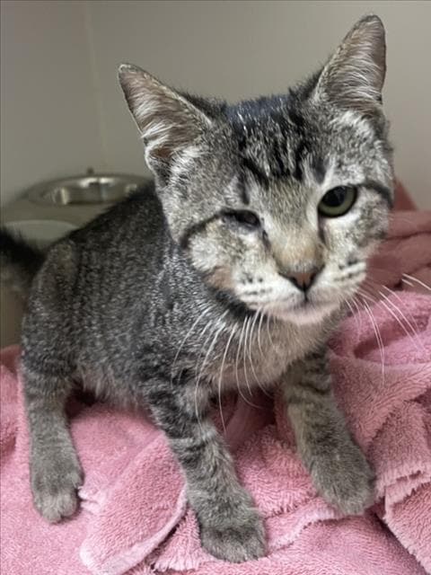 Unknown - Domestic Short Hair