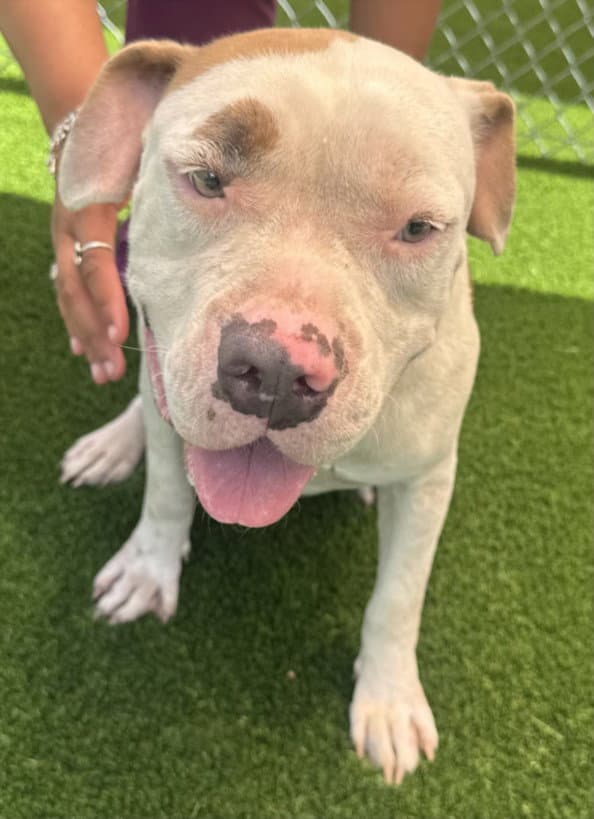Tootie - Pit Bull Terrier