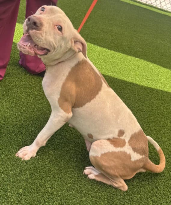 Torrie - Pit Bull Terrier