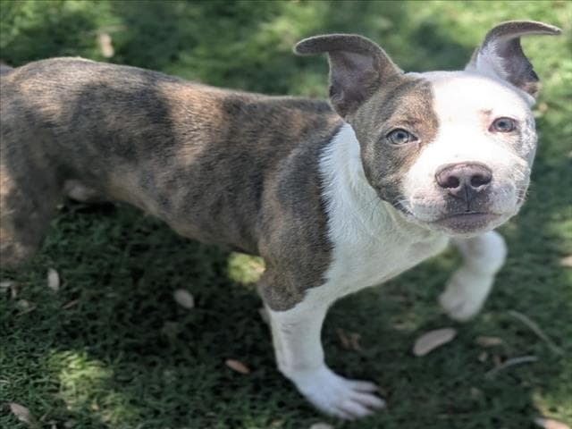 Mikey - Pit Bull Terrier