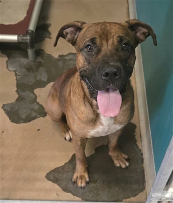 Rambo - Boxer
