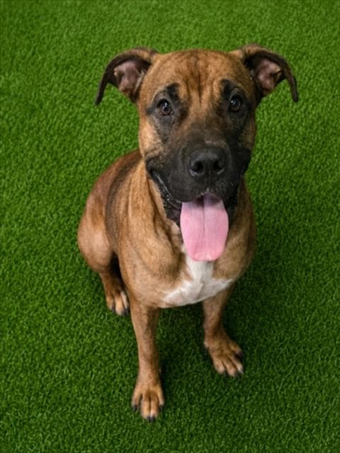 Rambo - Boxer