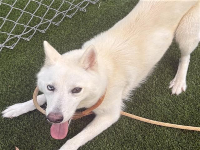 Yuki - German Shepherd Dog