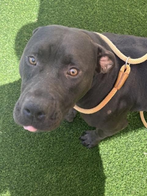 Winnie - Pit Bull Terrier