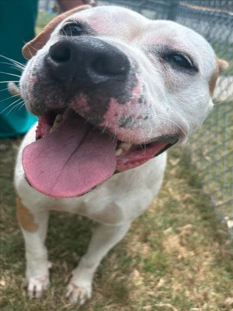 Madam Wigglesworth - American Pit Bull Terrier